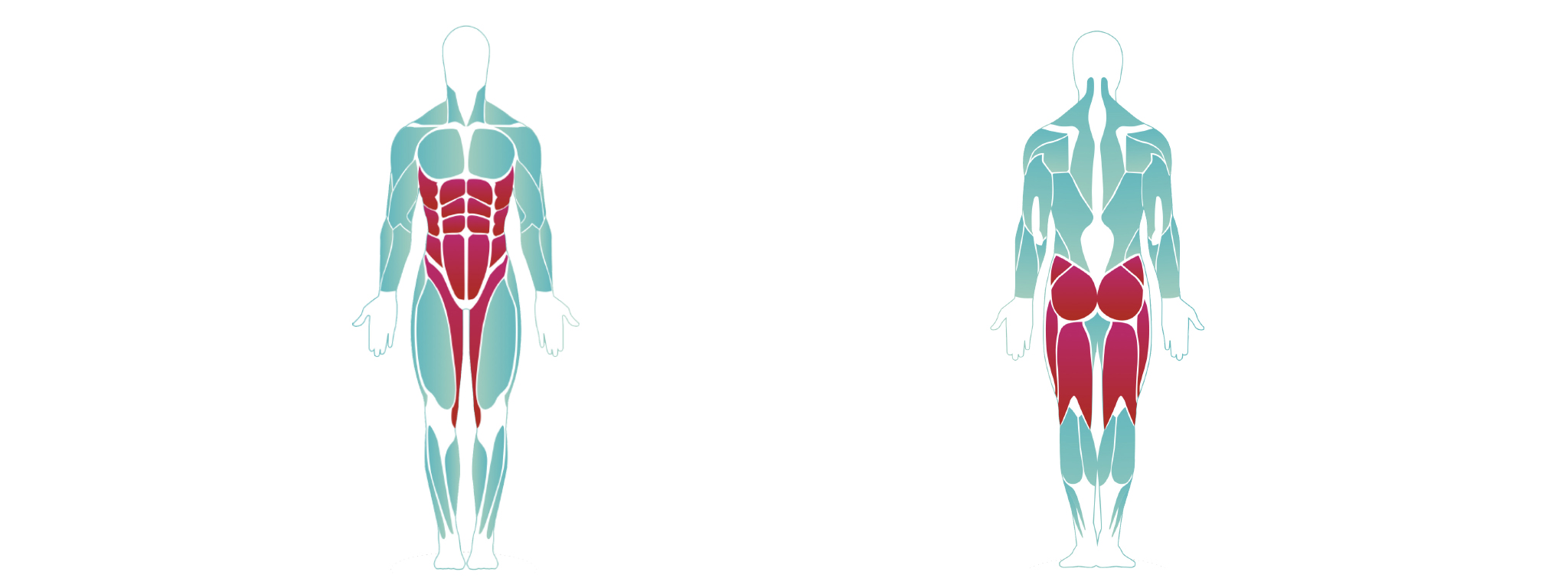 Our Muscle Groups