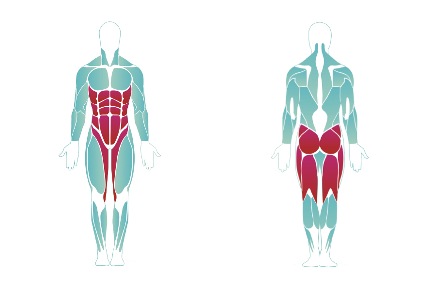 Our Muscle Groups