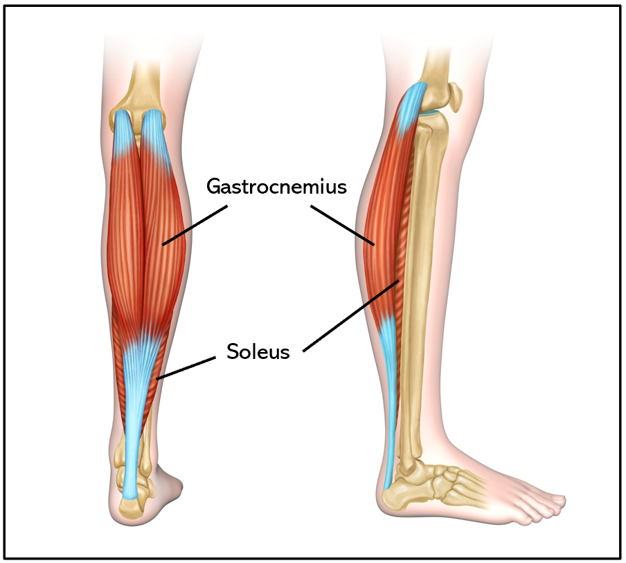 Gastrocnemius and Soleus