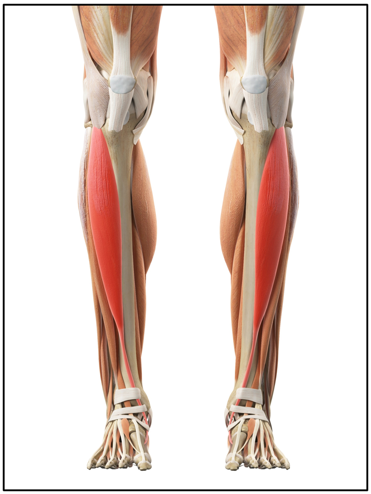 Tibialis Anterior